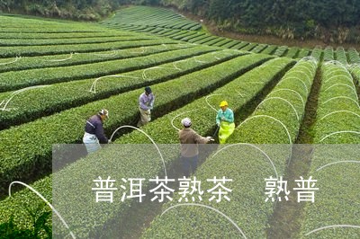 普洱茶熟茶 熟普/2023041193706